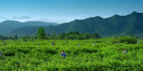 来凤:野生藤茶变致富宝贝