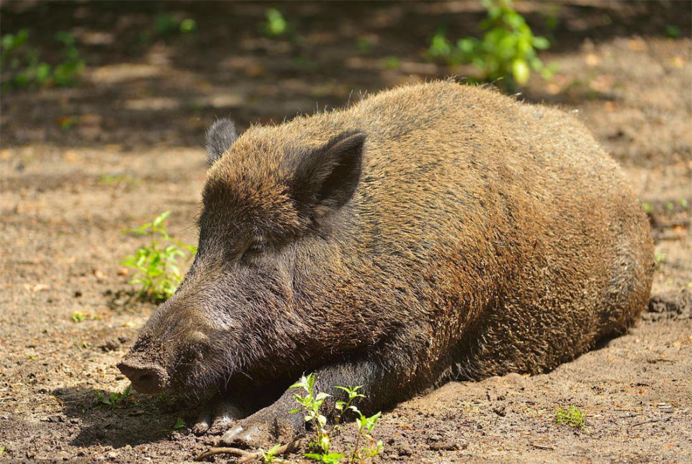 湖北十堰野猪成灾,一年糟蹋粮食数百万斤,如何避免野猪被破坏?