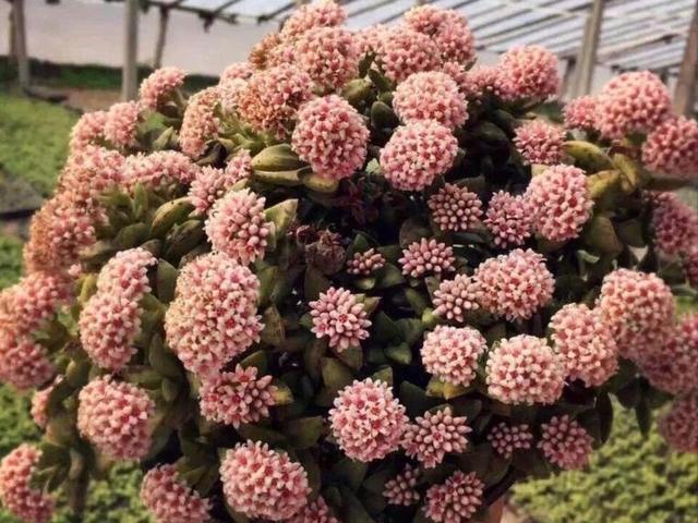 开花能力很强的2款多肉花朵就像球兰一样漂亮值得推荐