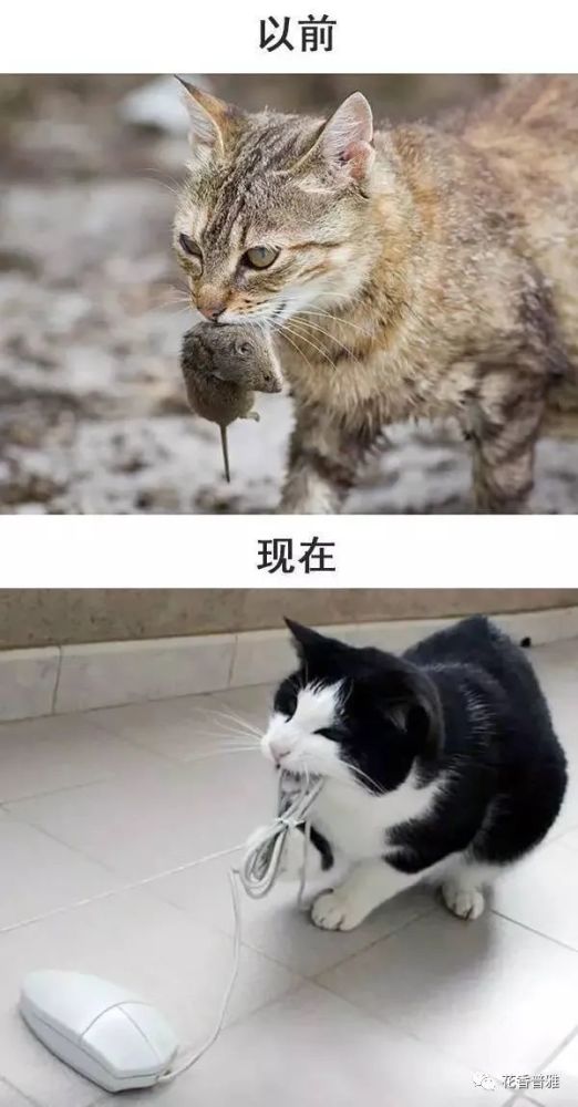 从前的猫 vs 现在的猫!看完已笑翻!