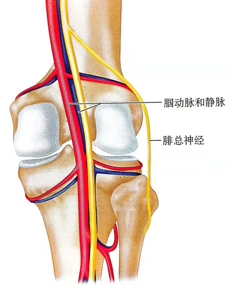 腘动,静脉在腘窝处紧邻胫骨近端.腓总神经绕过腓骨颈.