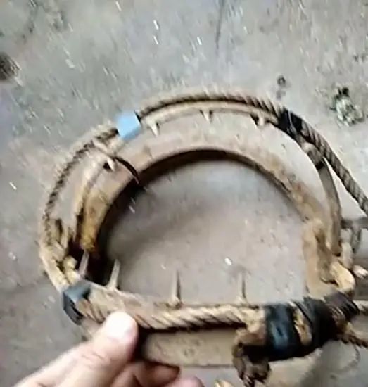 还将野兽夹放置在隐蔽性的草丛中,然而总有人为图利益铤而走险