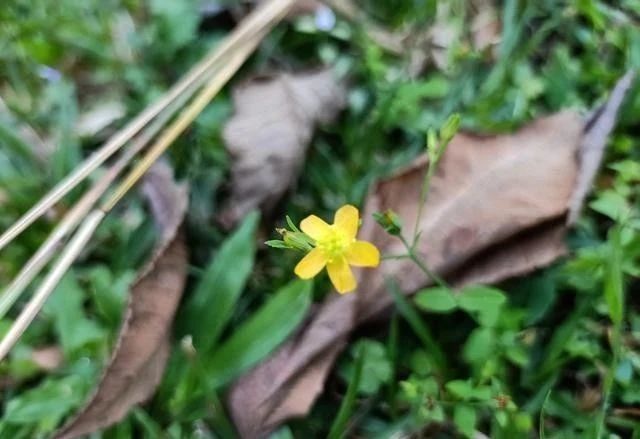仙鹤草别名龙芽草,狼牙草,脱力草,农村土名又叫屈头鸡,路边鸡,牛头草