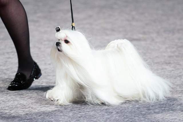 寻根问祖系列(103):马尔济斯犬(maltese)