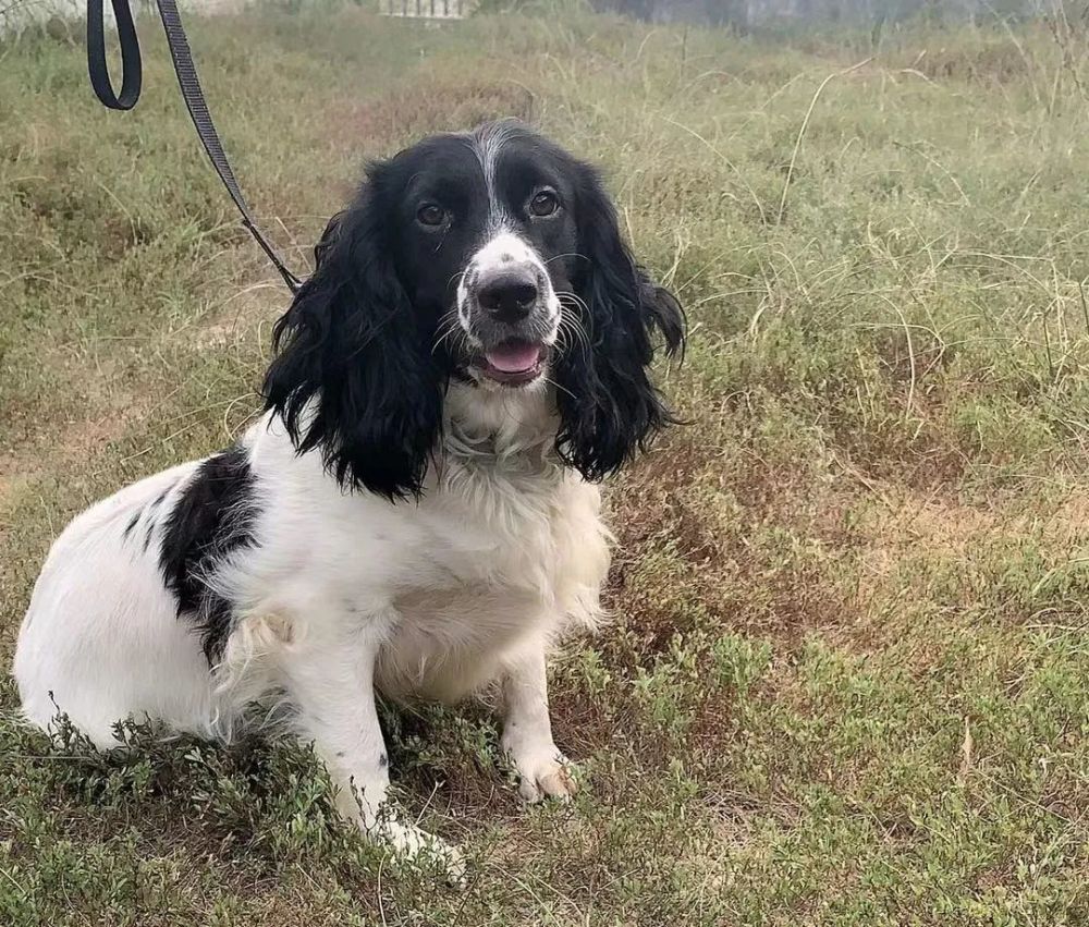 公警犬赛虎身体状况:良好性格特点:胆子小年龄:3岁品种:英国史宾格犬