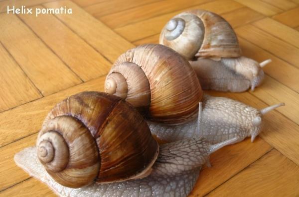 法国大灰蜗牛(helix pomatia)