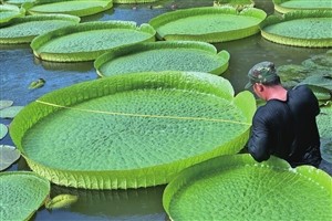 成功萌发出一批幼苗,并于5月中上旬陆续定植于王莲池中