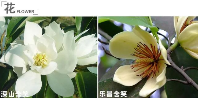 深山含笑花纯白,9片瓣;乐昌含笑花淡黄,6片瓣 榉树,榆树