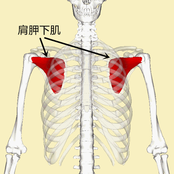 其实,它就是负责我们肩关节内旋的肌肉,它位于肩胛骨前侧,两肩各有一
