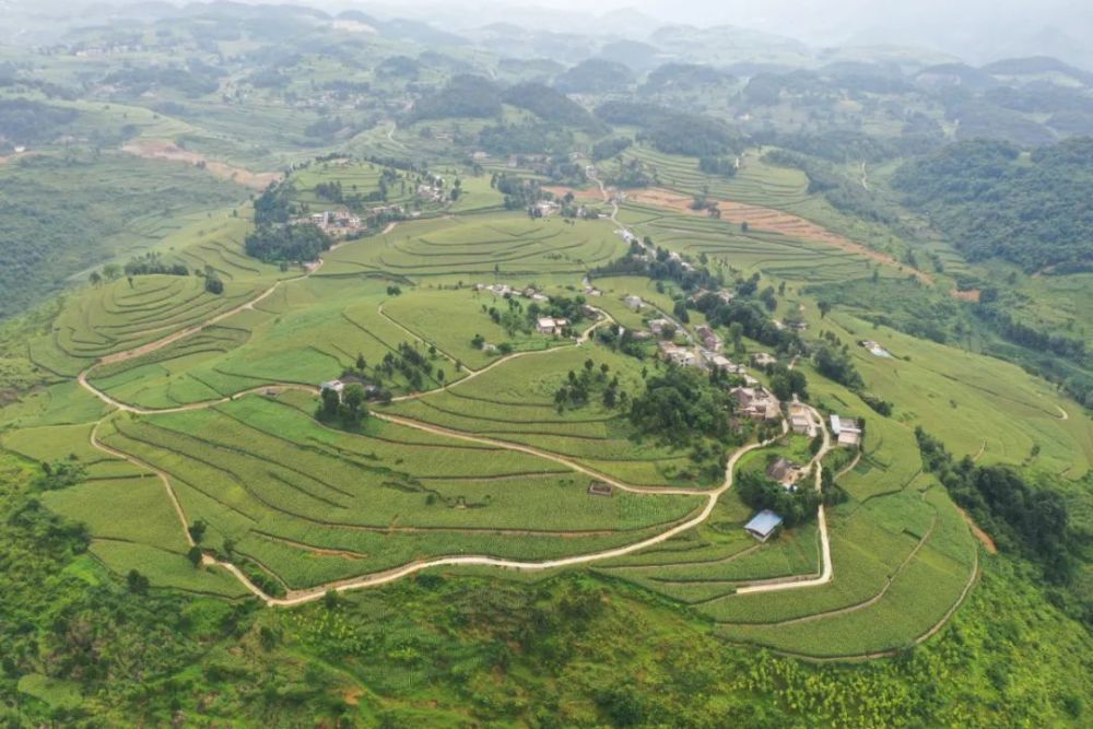 长岗镇茅坡村高粱基地航拍图