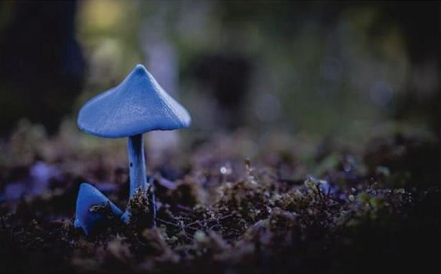 现实中的蓝色香菇听说过吗?在新西兰和印度被发现,小巧而精致!