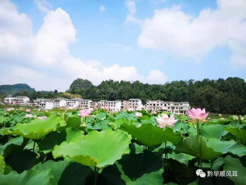 每当盛夏时,安顺市普定县化处镇水井村便荷香十里,田园如画,一派"