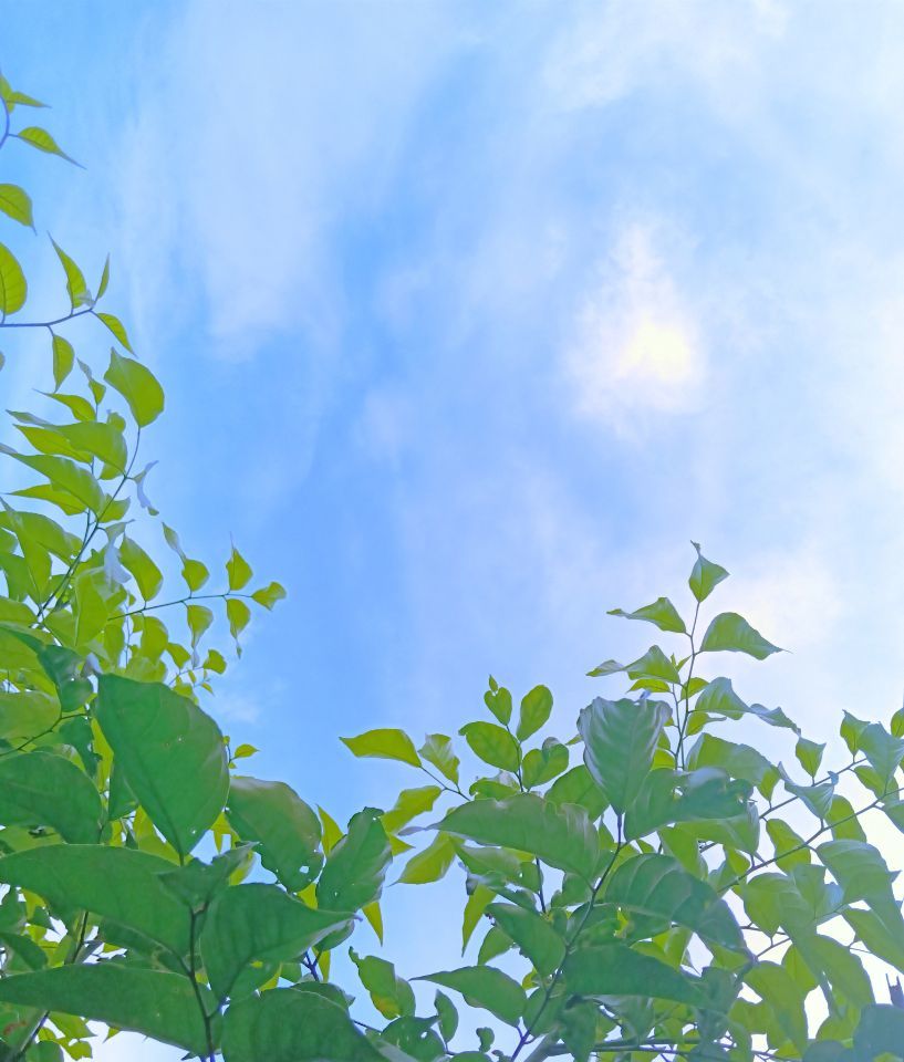 树叶天空清新