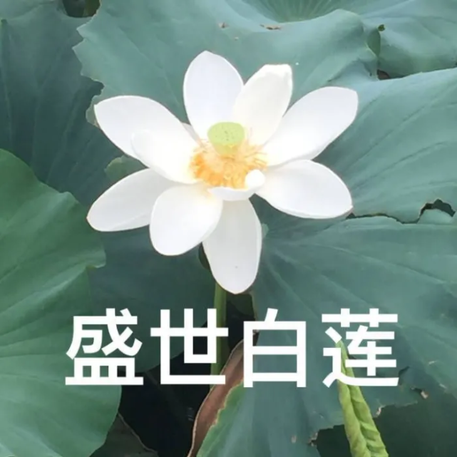 莲花头像|换上他,打入中老年人俱乐部!