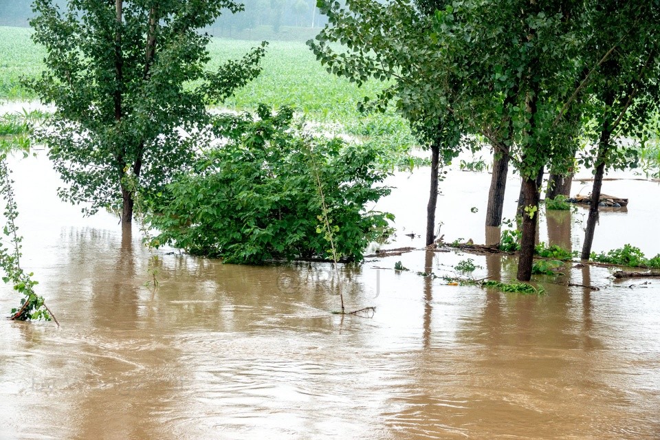 河南暴雨后:卫河涨水,淹没庄稼树木,严阵以待防大汛