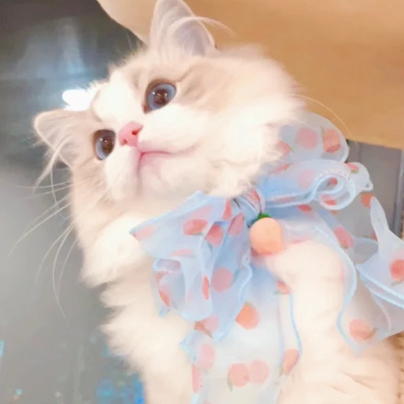 搞笑猫咪头像