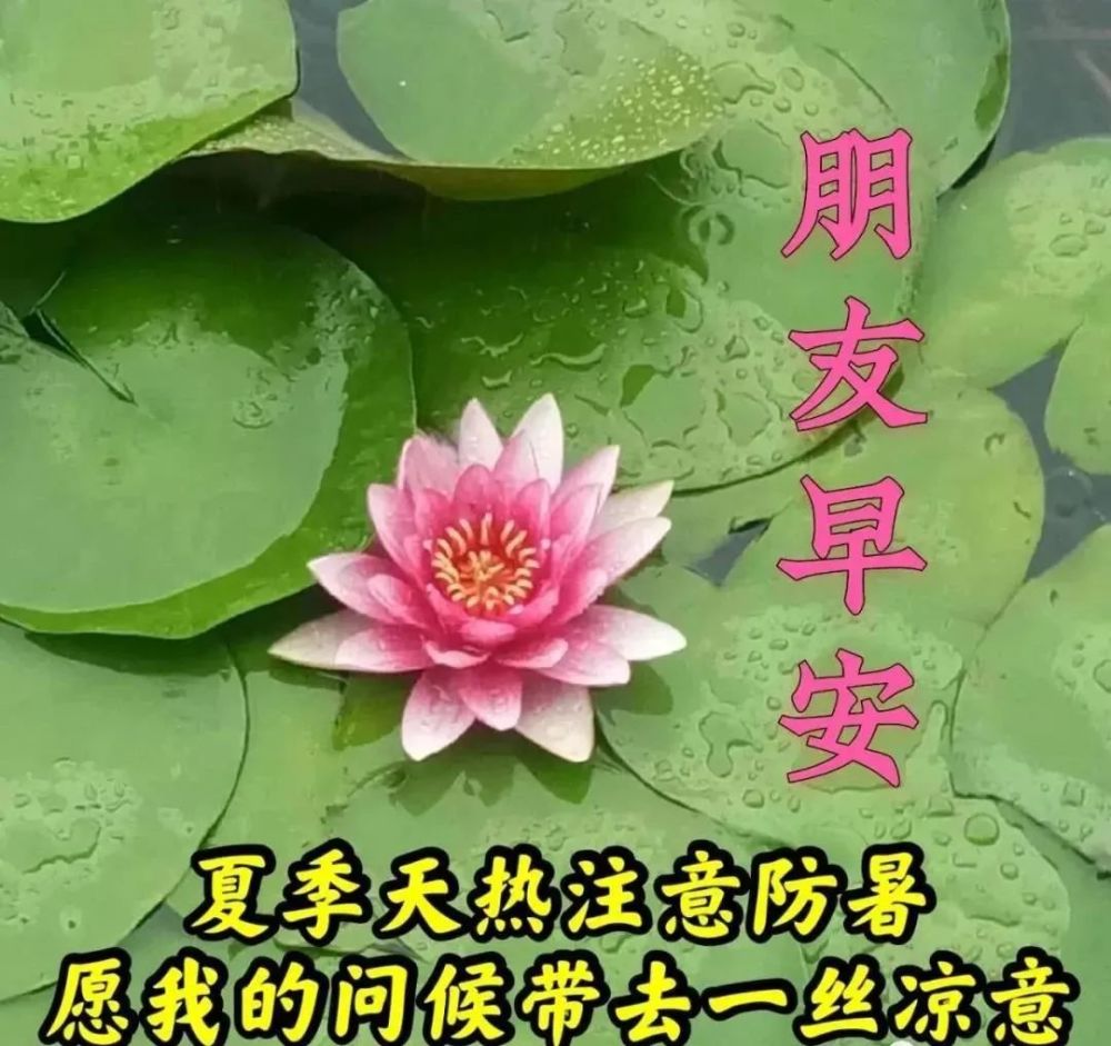 早上好朋友,微信好看的新版早安祝福语,夏季早晨好问候语表情图片大全