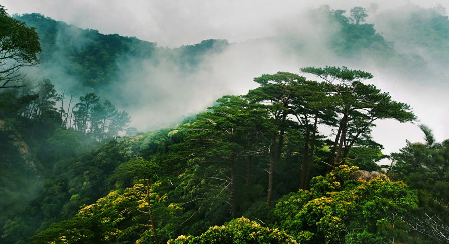 海南热带雨林国家公园(霸王岭),位于海南西线昌江县境内,是海南生境