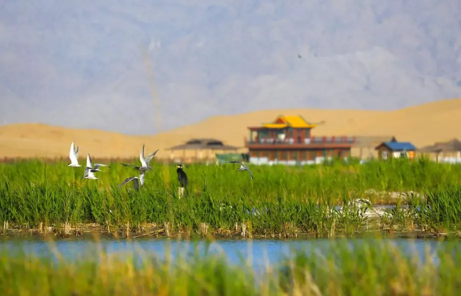 绝绝子!超会玩的旅游达人带你沉浸式探秘宁夏沙湖