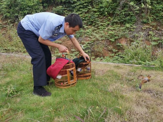 解救画眉鸟!