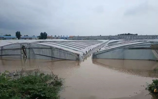 河南因暴雨受灾|未来降雨中心将北移?温室大棚应这样做好应对