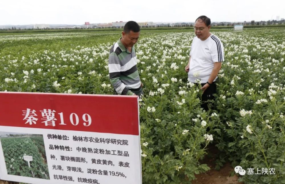 2021年3月,定边县与北大荒薯业集团公司签订马铃薯产业项目投资框架