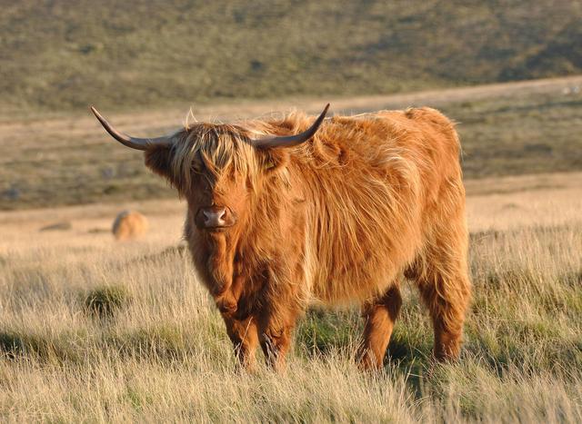 苏格兰高地牛:小时候萌萌哒,长大后变"非主牛"