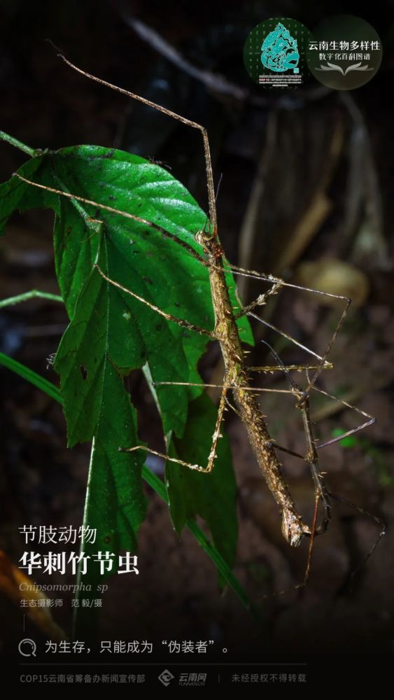 【cop15】节肢动物·华刺竹节虫:为生存,只能成为"伪装者"