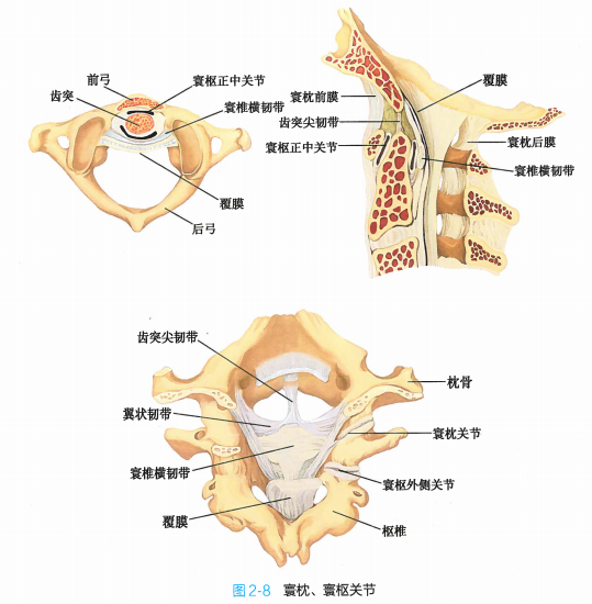 寰枢关节沿齿突垂直轴运动,使头连同寰椎进行旋转.