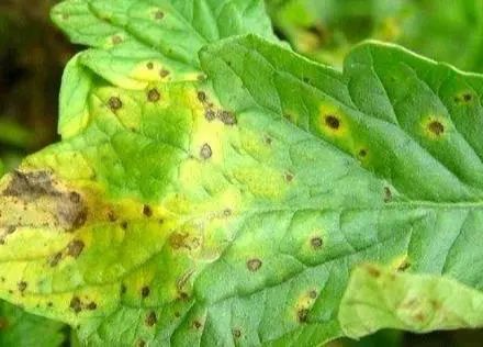 植保《高温多雨天气番茄斑枯病盛发,科学防治技术看完