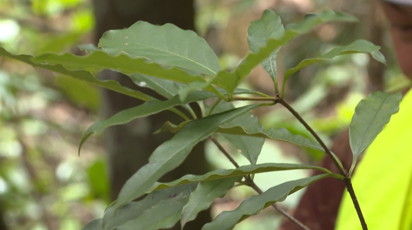 砚山:发现近千株植物界"大熊猫"——伯乐树