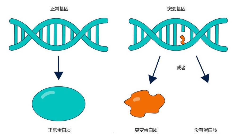 日本惊现基因突变的"双头龟",是受核辐射的影响吗?