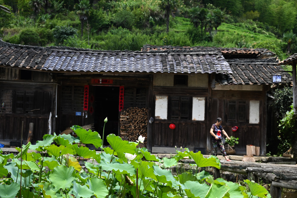 在建宁的众多景点中,我比较偏爱建宁溪源乡的上坪古村,从市区乘车50