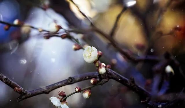 王安石有一首梅花诗,看似平淡无奇,却意味无穷,最后1句从未被超越