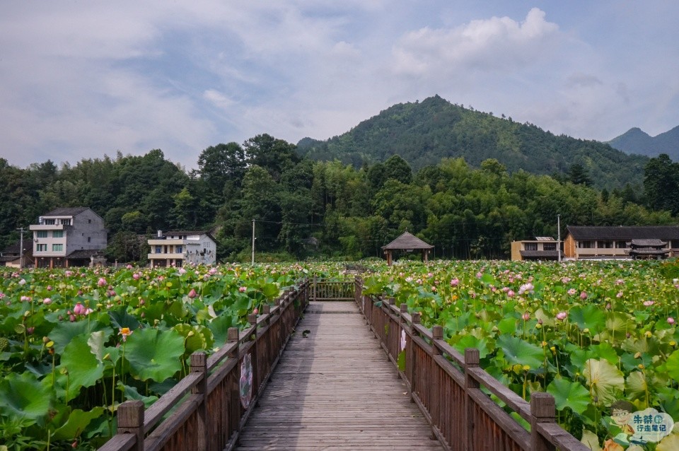 蜚声中外的中国廊桥之乡 除了古朴独特的廊桥 还有馨香风雅的荷花