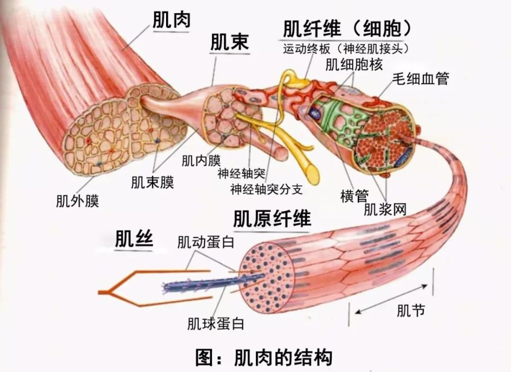 人体肌肉由肌纤维组成,肌纤维的数量是天生的,直接跟遗传有关系,想要