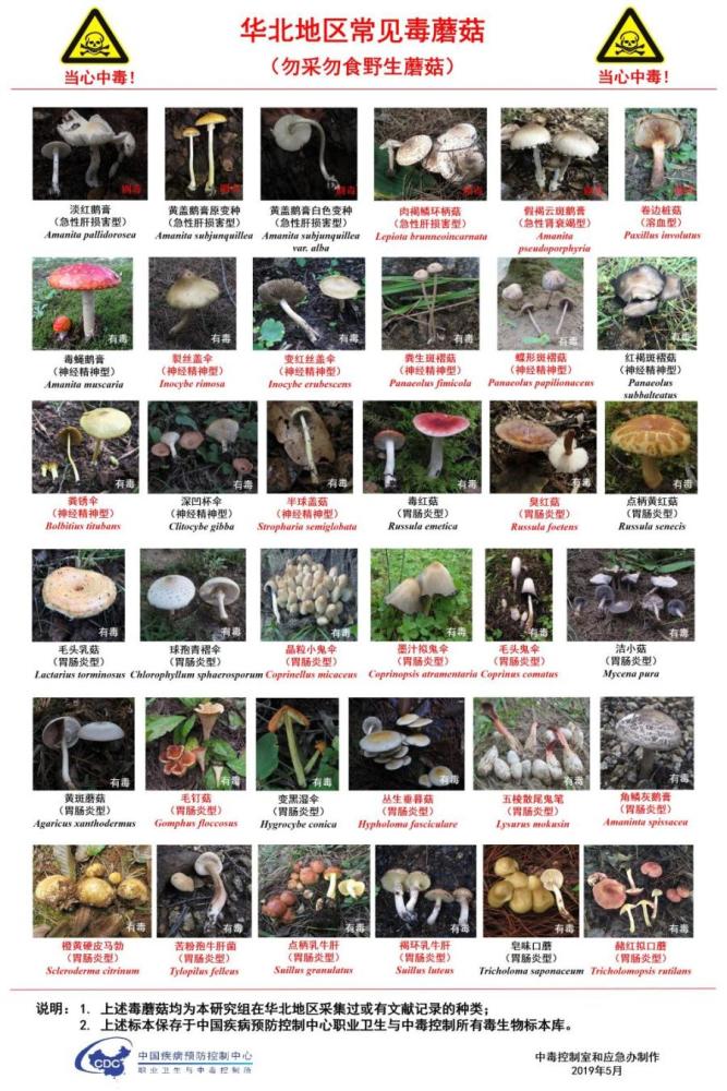 青岛地区常见的毒蘑菇有这些