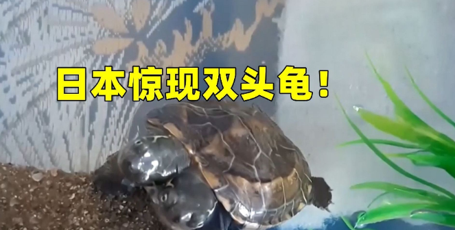 日本惊现双头龟,基因突变十分异常,可能受核辐射的影响
