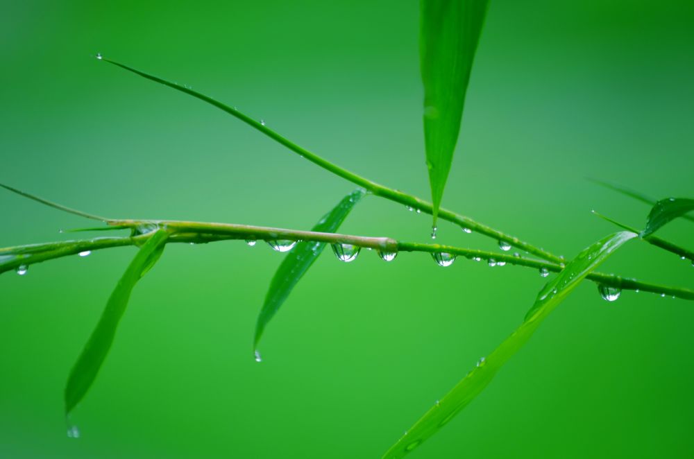 图一,雨中拍的竹子,安哥拉竹子和国内的一样,我手艺不赖.