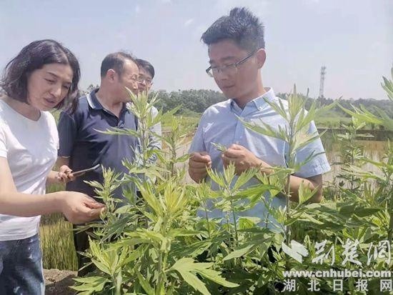 蕲艾种植基地.通讯员陈钰摄