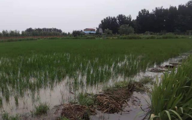 7月23日,新乡市原阳县水稻受灾情况.受访者供图