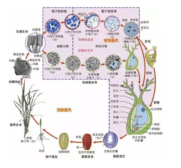 水稻幼穗分化八个阶段