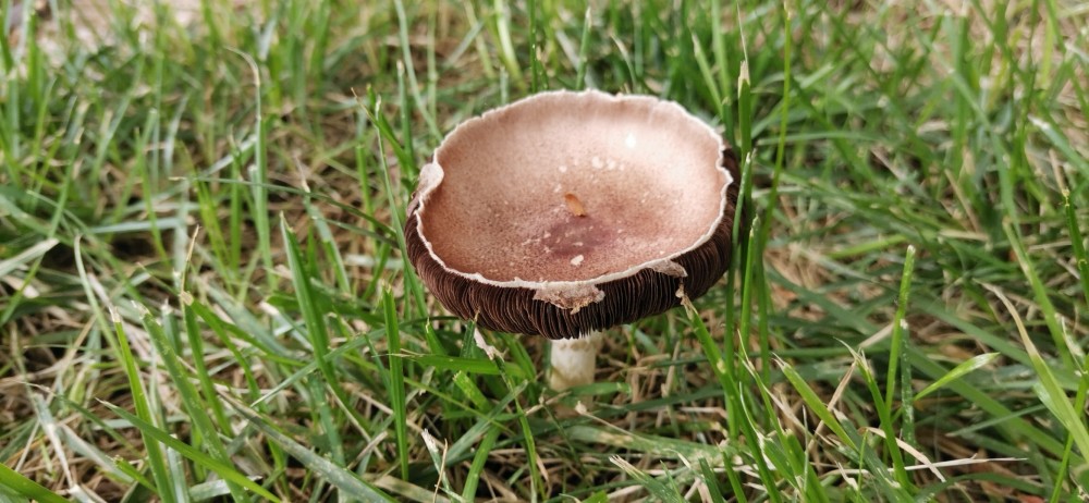 雨后的小蘑菇