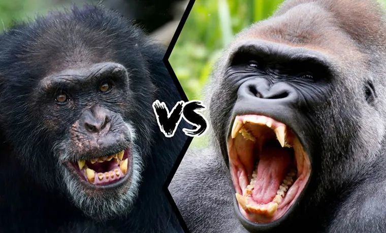黑猩猩首次无故攻击银背大猩猩,还吃掉一只,科学家:或气候暖化引发!