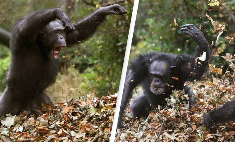 黑猩猩首次无故攻击银背大猩猩,还吃掉一只,科学家:或