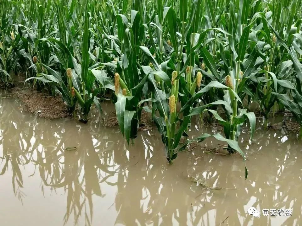 种植户痛哭河南遭遇千年难遇暴雨田地里的庄稼全被淹了