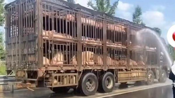 300头猪眼看热死消防一车水救活网友二师兄命不该绝