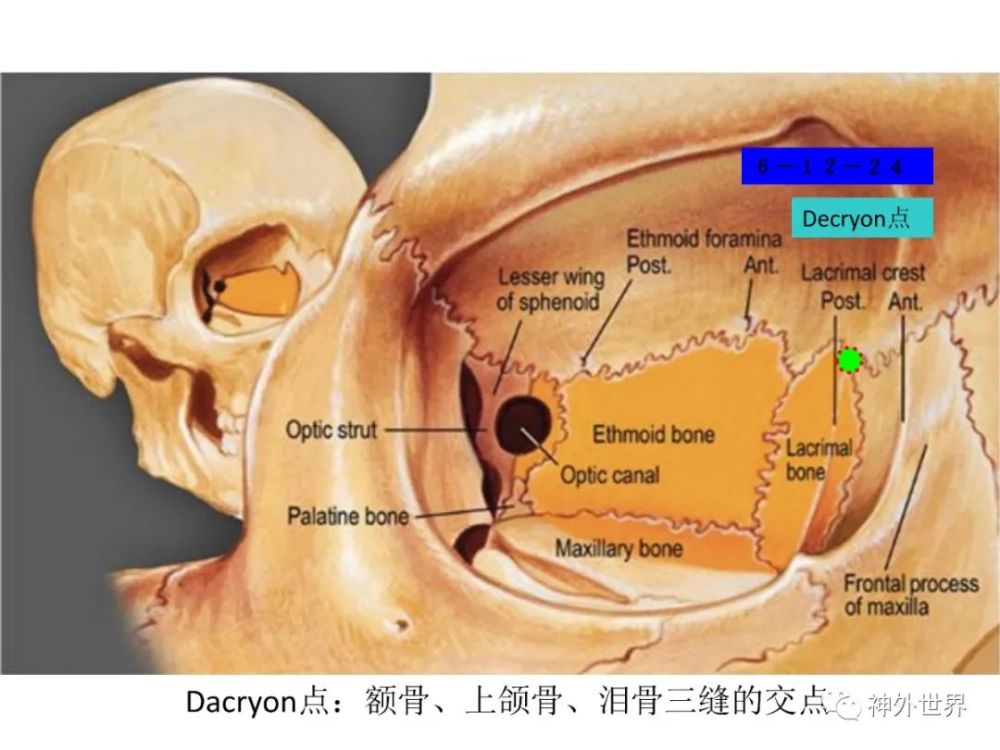 内镜鞍结节,前颅底入路——显微,内镜解剖专栏