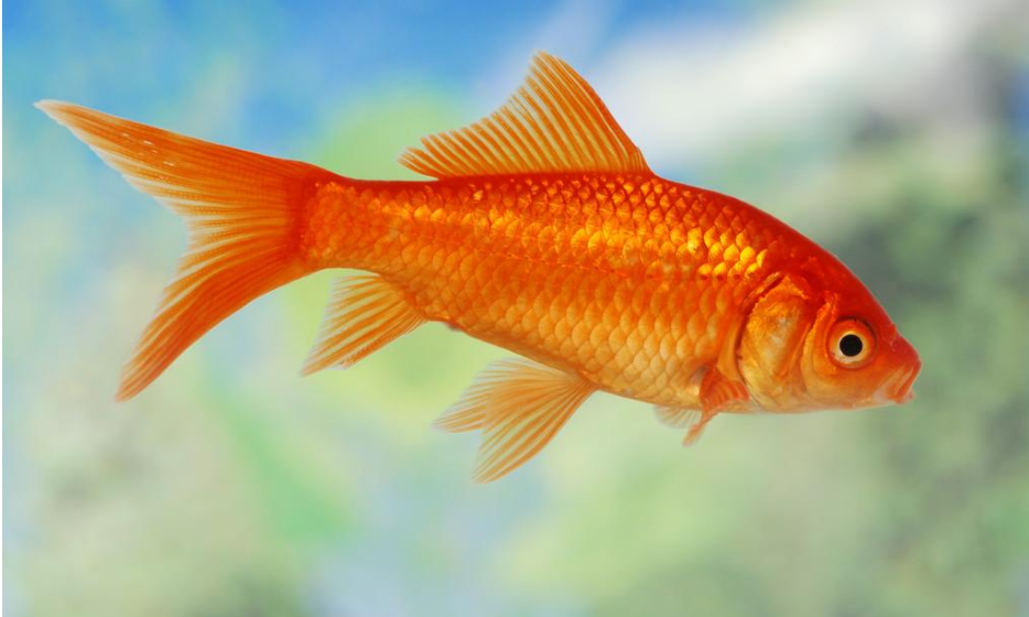 禾丰老师 家里养什么颜色的鱼 想让家里的鱼缸让你更旺财 养鱼的颜色