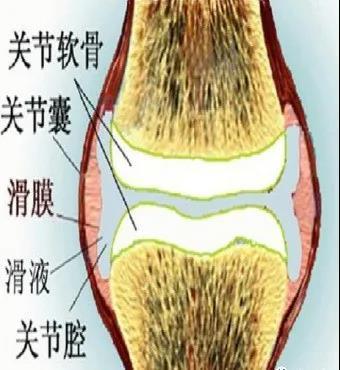 膝关节关节囊是由滑膜层和纤维层组成,关节囊有内层和外层,内层是滑膜